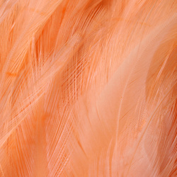 FFGene Strung Saddle Hackle