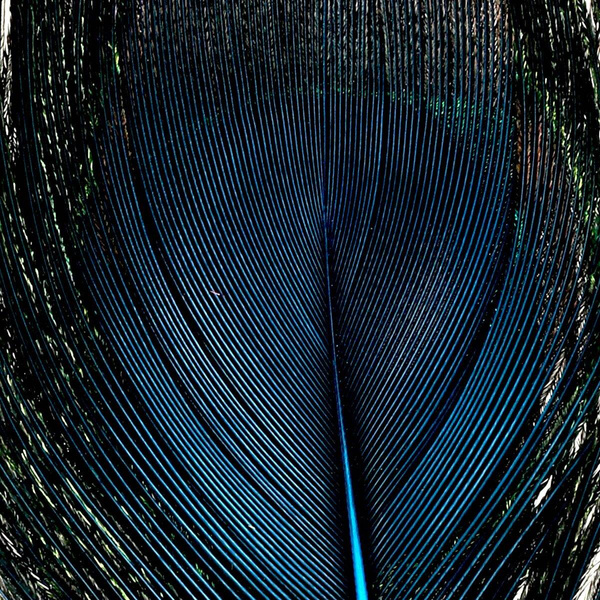 FFGene Peacock Eyes color