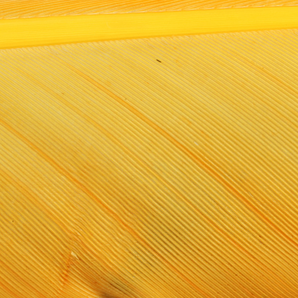 Hareline Turkey Biot Quills