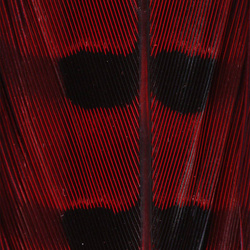 Hareline Ringneck Pheas. Tail Feathers