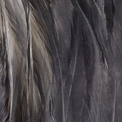 FFGene Strung Saddle Hackle