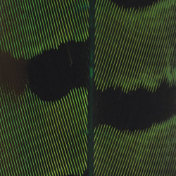 Spirit River UV2 Ringneck Pheasant Tail