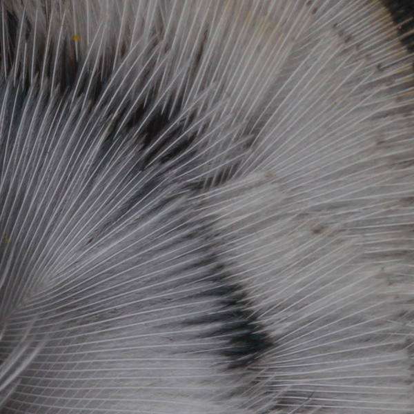 Hareline Ringneck Neck Patch