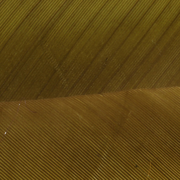 Hareline Turkey Biot Quills