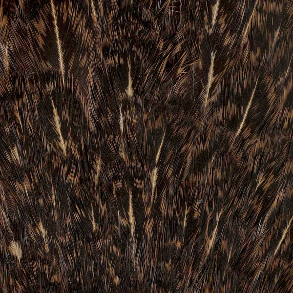 FFGene India Hen Speckled Saddles