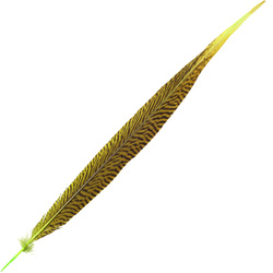 FFGene Golden Pheasant Tail