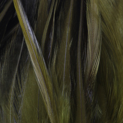 FFGene Strung Saddle Hackle