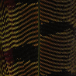 Hareline Ringneck Pheasant Tail Feathers