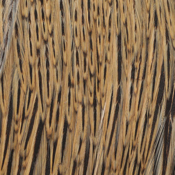 Wapsi Dry Fly Rooster Necks