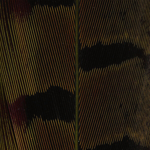 Hareline Ringneck Pheasant Tail Feathers