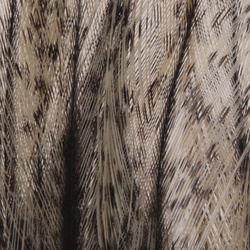 Coq de Leon Feather