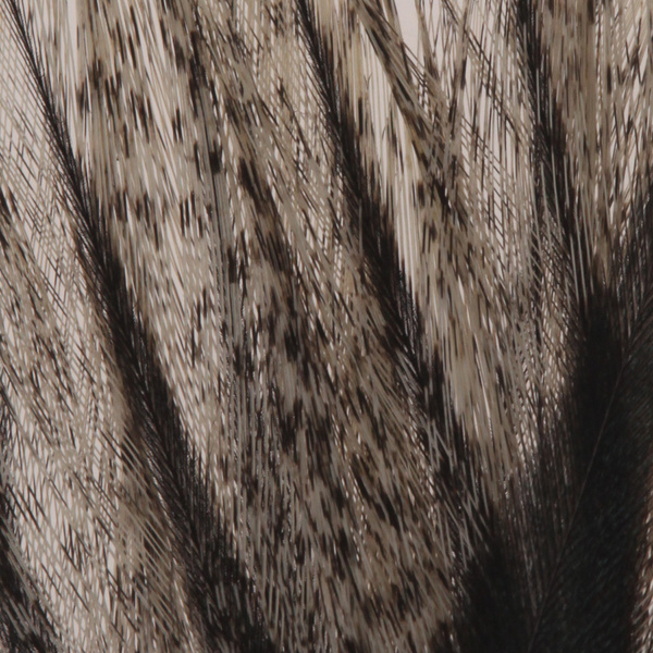 Coq de Leon Feather