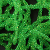 Fl. Chum Green