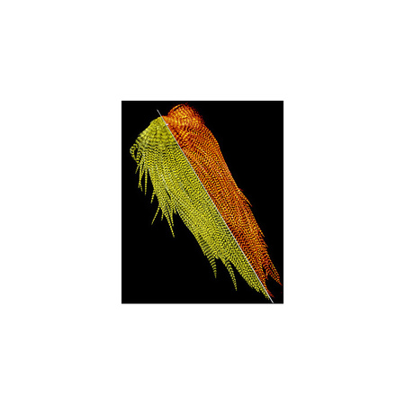 Keough Hackle Grizzly Sadlle - 1/2