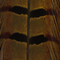 Hareline Ringneck Pheasant Tail Feathers
