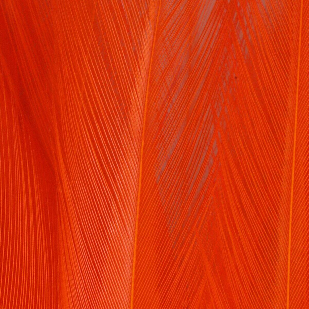 Hot Orange