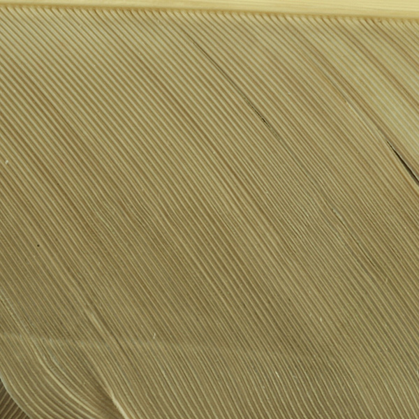 Hareline Turkey Biot Quills