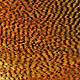 Fl. Orange