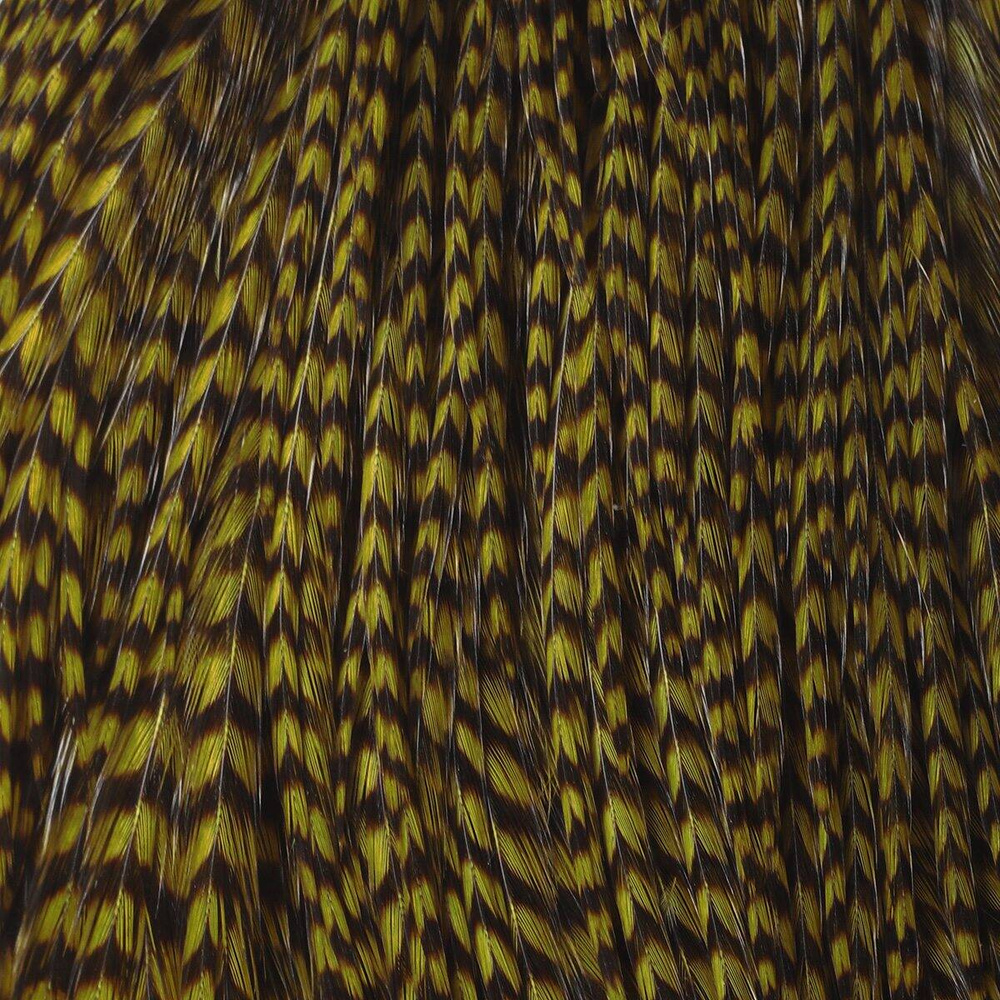 Grizzly Olive