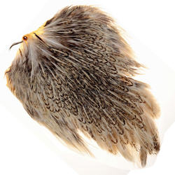 FFGene India Hen Speckled Saddles