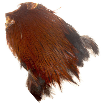FFGene India Cock Cape Class A
