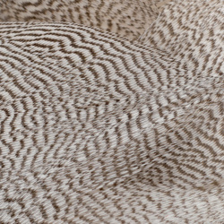 FFGene Mallard Flank