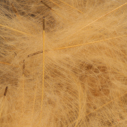 Wapsi CDC. Cul-De-Canard