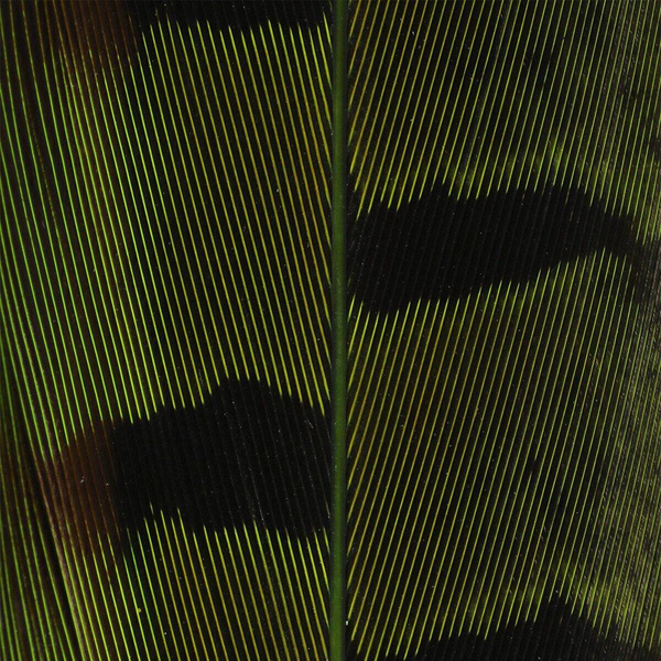 Hareline Ringneck Pheasant Tail Feathers