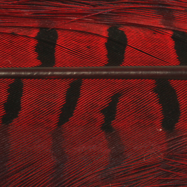Hareline Dyed Ringneck Pheasant Tail Clump