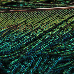 FFGene Peacock Sword Bleached