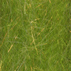 Chartreuse Mottled