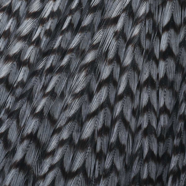 Ewing Sweet Spot Dyed