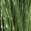 light olive