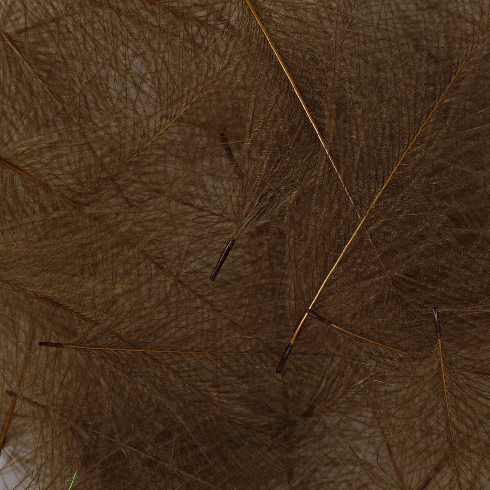 Bwo