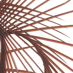 Hareline Stripped Goose Biots