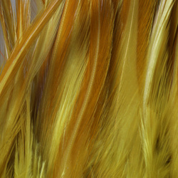 FFGene Strung Saddle Hackle