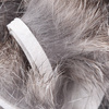 Chinchilla