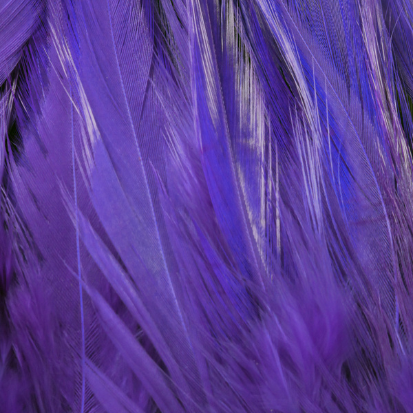 FFGene Strung Saddle Hackle