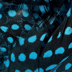 FFGene Guinea fowl feathers