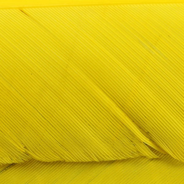 Hareline Turkey Biot Quills