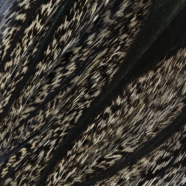 Coq de Leon Feather