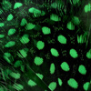 High. Green