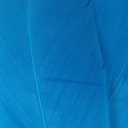 Hareline Select Goose Shoulder