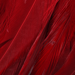 Hareline Woolly Bugger Saddle Hackle 6-7