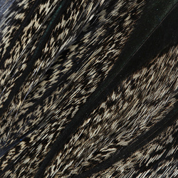 Coq de Leon Feather