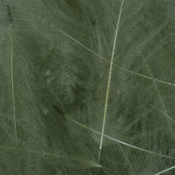 FFGene CDC Feathers color 1 gr