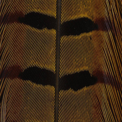 Hareline Ringneck Pheasant Tail Feathers