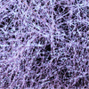 UV Purple