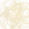 Translucent Bug Gut