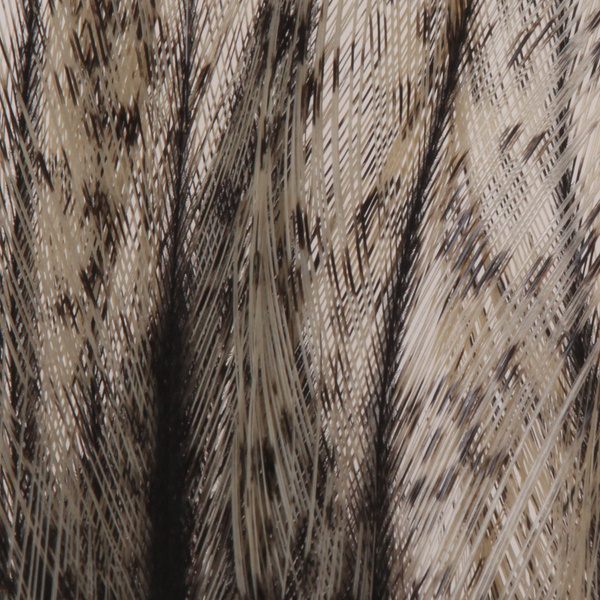 Coq de Leon Feather